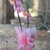 Orchids - Image 2