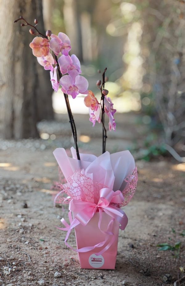 Orchids - Image 2