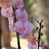 Orchids