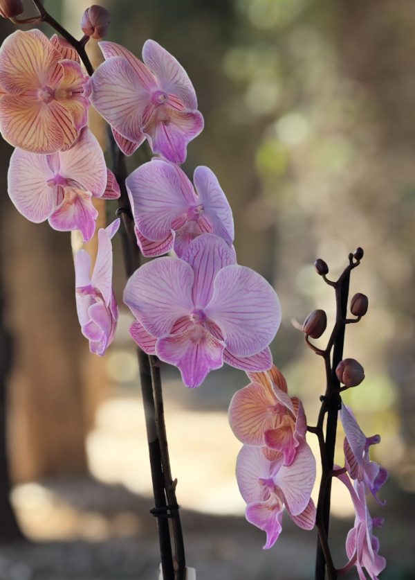 Orchids