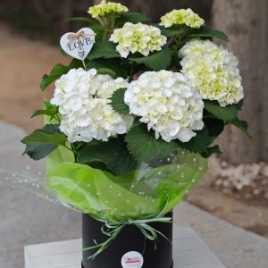 Elegant Hydrangea Love
