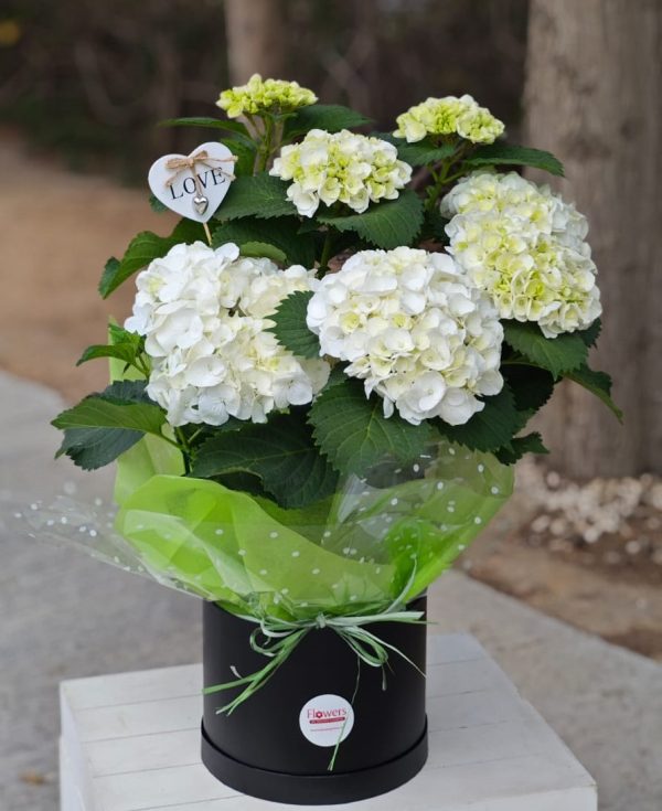 Elegant Hydrangea Love