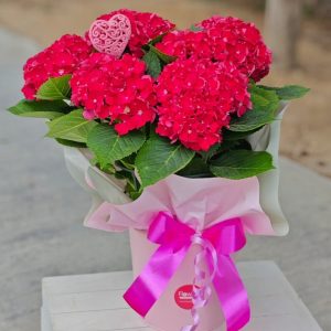 Radiant Romance Hydrangeas