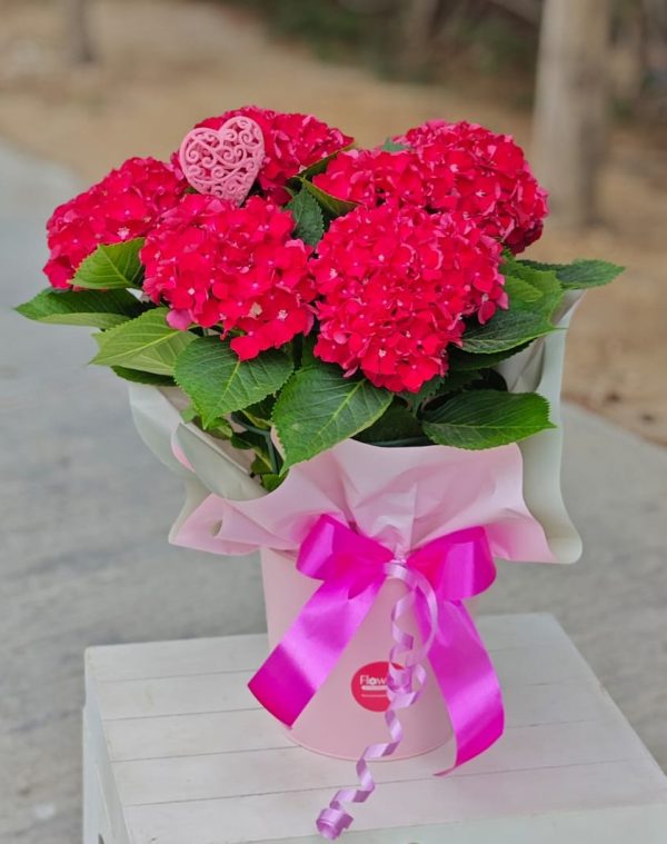 Radiant Romance Hydrangeas