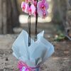 Radiance Orchid - Pink - Image 2