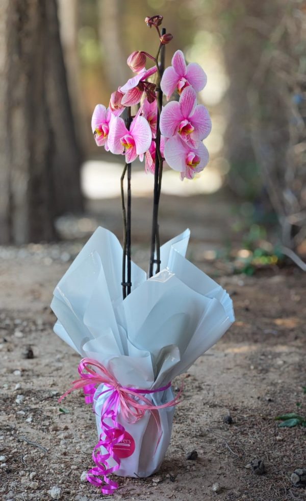 Radiance Orchid - Pink - Image 2