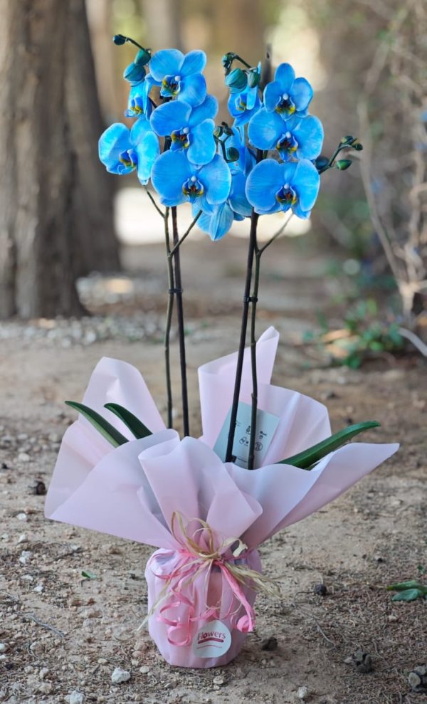 Radiance Orchid - Blue - Image 2