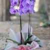 Radiance Orchid - Violet - Image 2