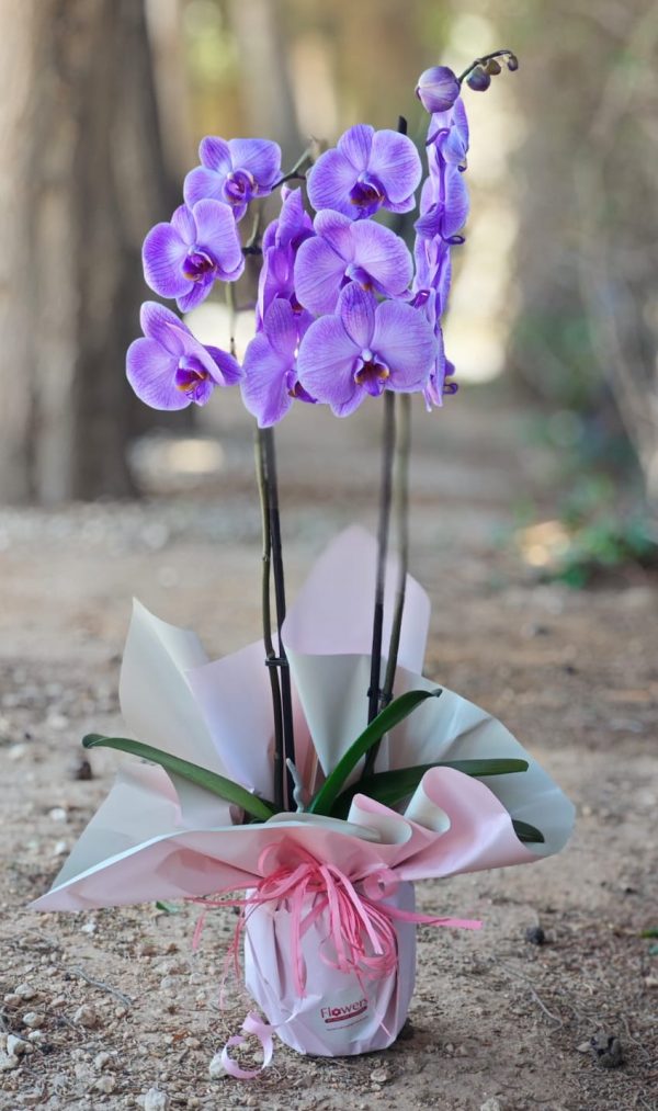 Radiance Orchid - Violet - Image 2