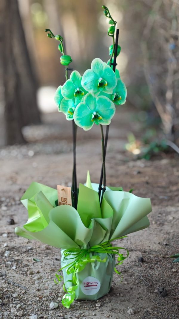 Radiance Orchid - Green - Image 2