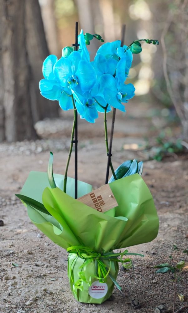 Radiance Orchid - Cyan - Image 2
