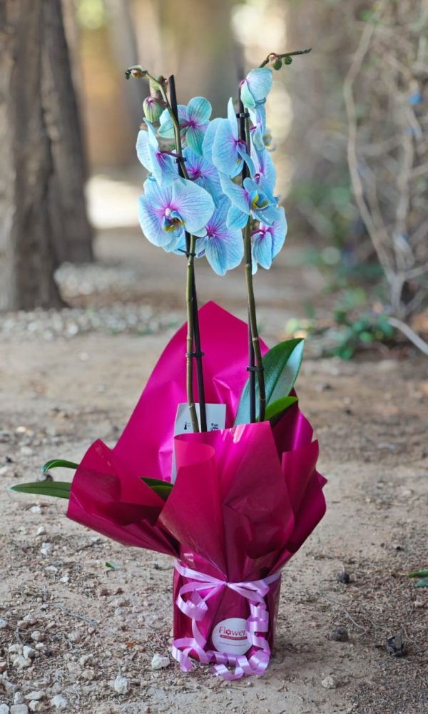 Radiance Orchid - Unicorn - Image 2