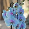 Radiance Orchid - Unicorn