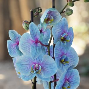 Radiance Orchid - Unicorn