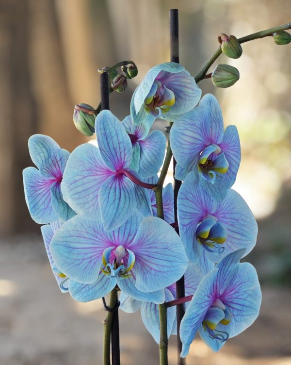 Radiance Orchid - Unicorn