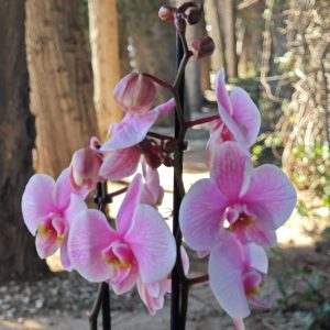 Radiance Orchid - Pink