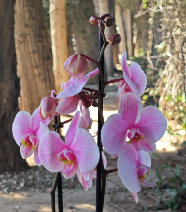 Radiance Orchid - Pink
