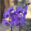 Radiance Orchid - Violet