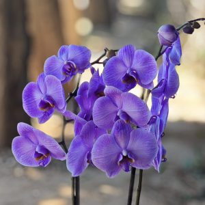 Radiance Orchid - Violet