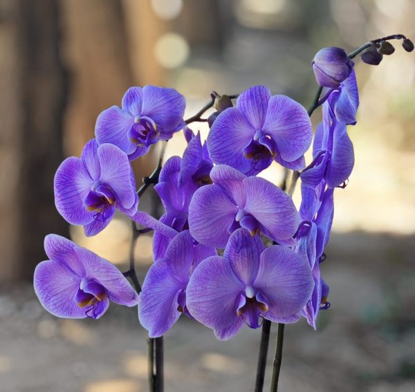 Radiance Orchid - Violet