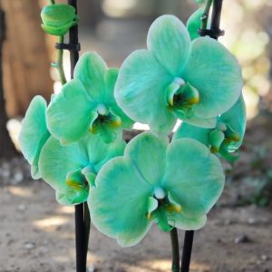 Radiance Orchid - Green