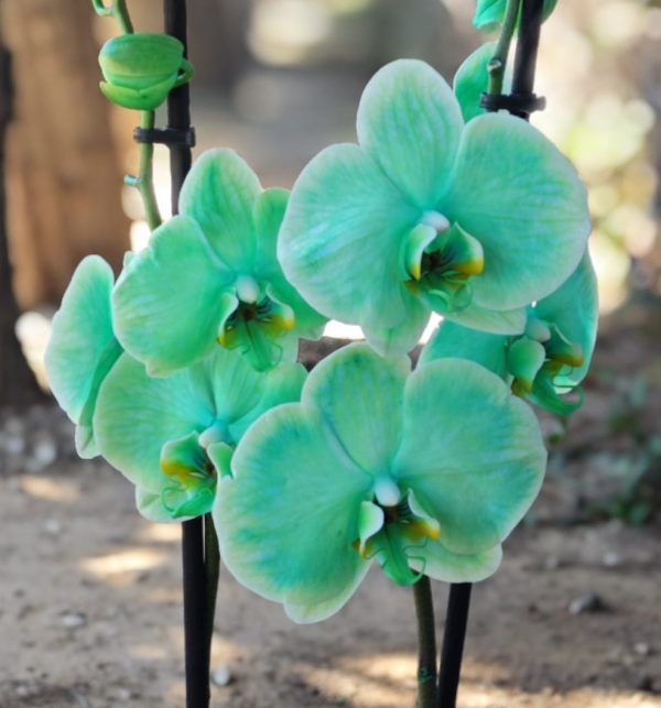 Radiance Orchid - Green