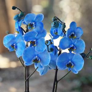 Radiance Orchid - Blue