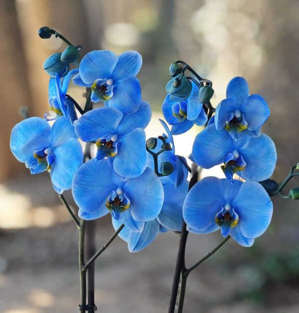 Radiance Orchid - Blue