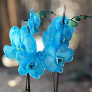 Radiance Orchid - Cyan