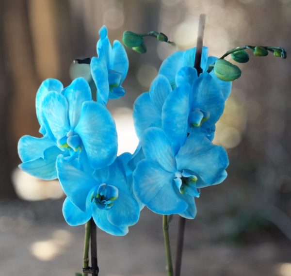 Radiance Orchid - Cyan