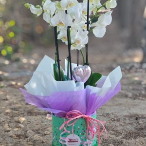 Orchid Elegance - 5 stem grace