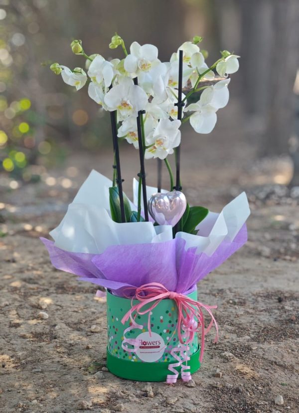 Orchid Elegance - 5 stem grace