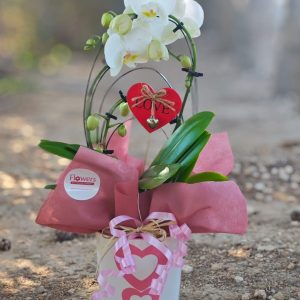 Love loop Orchid