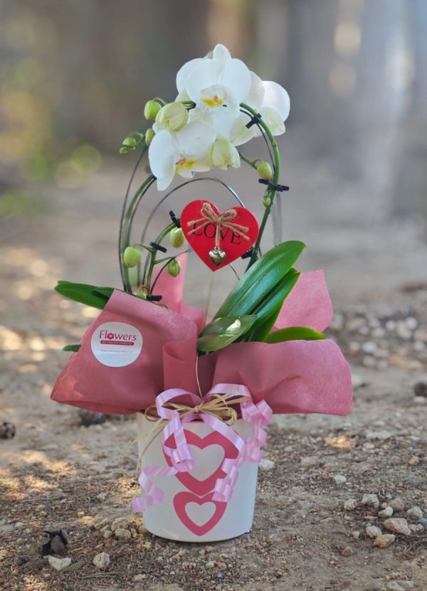 Love loop Orchid