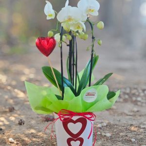Sweetheart Orchid Delight