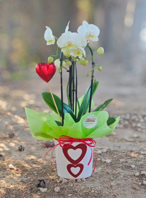Sweetheart Orchid Delight