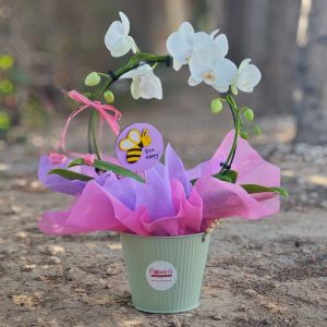 Bee Happy Orchid