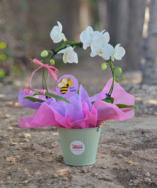 Bee Happy Orchid