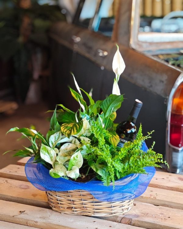 Sip & Plant