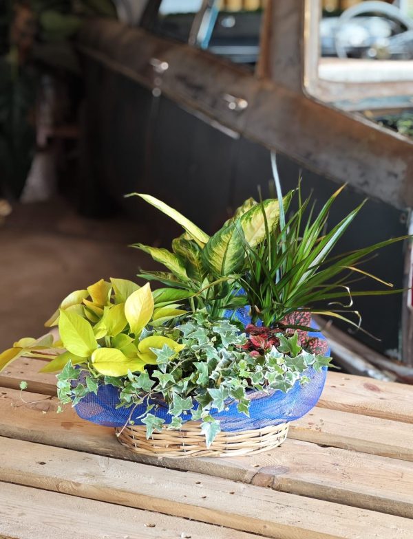 The Bloom Nest