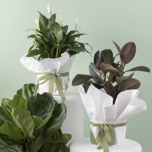 Florist Choice - Plant incl. wrapping