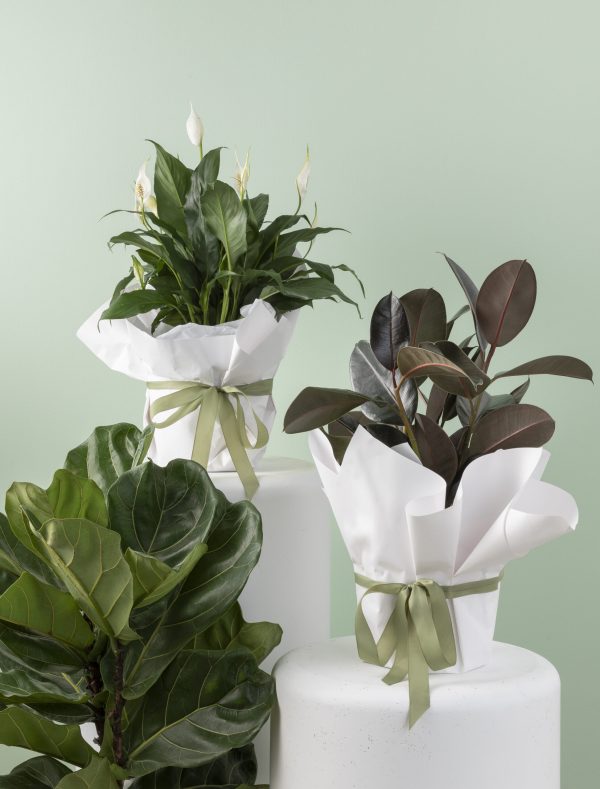 Florist Choice - Plant incl. wrapping